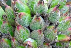 Bromelia hemisphaerica