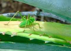 Neobarrettia sinaloae