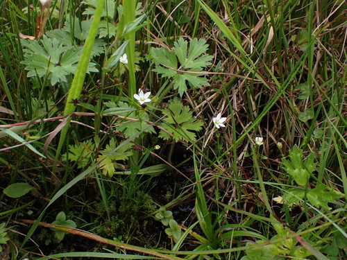 Image of Sagina nodosa by (c) carnifex, some rights reserved (CC BY)