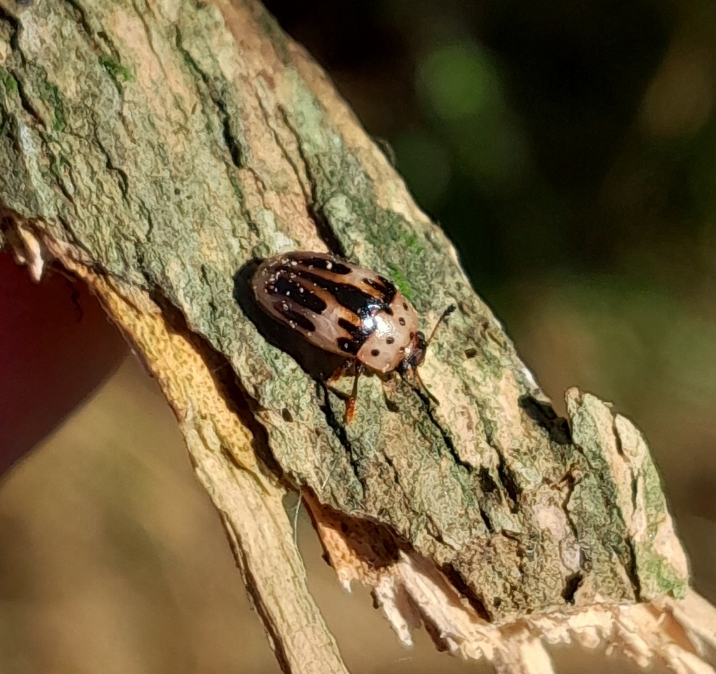 Ischyrus nigrolineatus