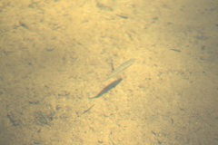 Rhinichthys atratulus