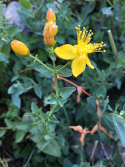 Hypericum scouleri