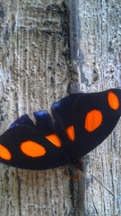 Catonephele numilia esite