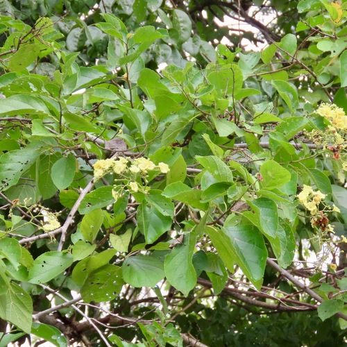 Foto de Pombinha