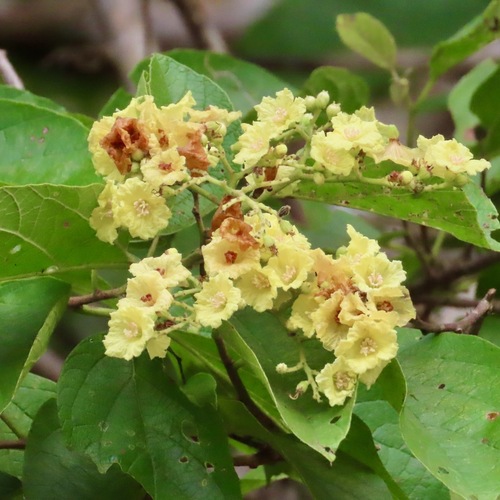 Uvito (Cordia dentata)