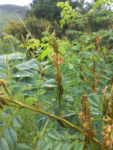 Wing-Stemmed Indigo (Indigofera homblei)