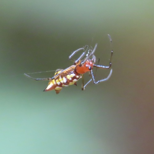Micrathena funebris (Micrathena funebris)
