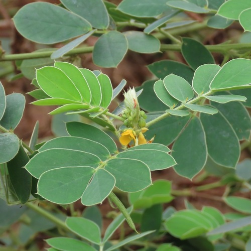 Cacahuatillo (Senna uniflora)
