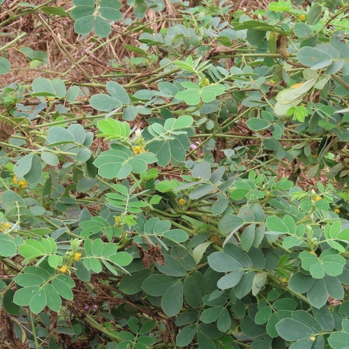 Cacahuatillo (Senna uniflora)