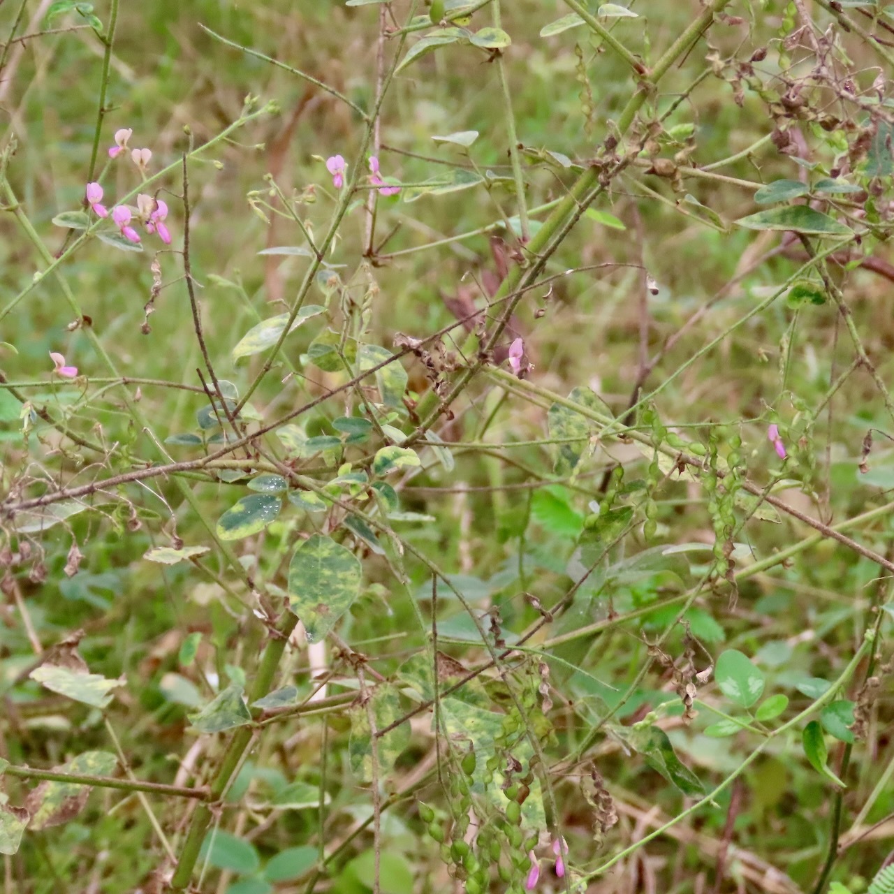 Imagem de Carrapicho-de-carneiro