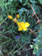 Hypericum scouleri