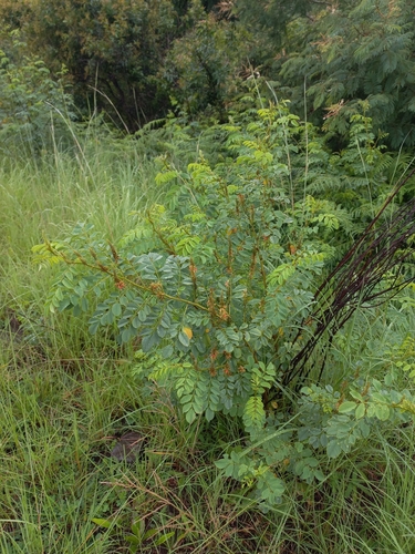 Image of Indigofera homblei by (c) Brian du Preez, some rights reserved (CC BY-SA)