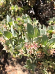 Arctostaphylos luciana