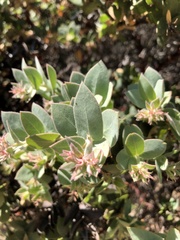 Arctostaphylos luciana