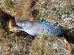 Black Moray photo 1