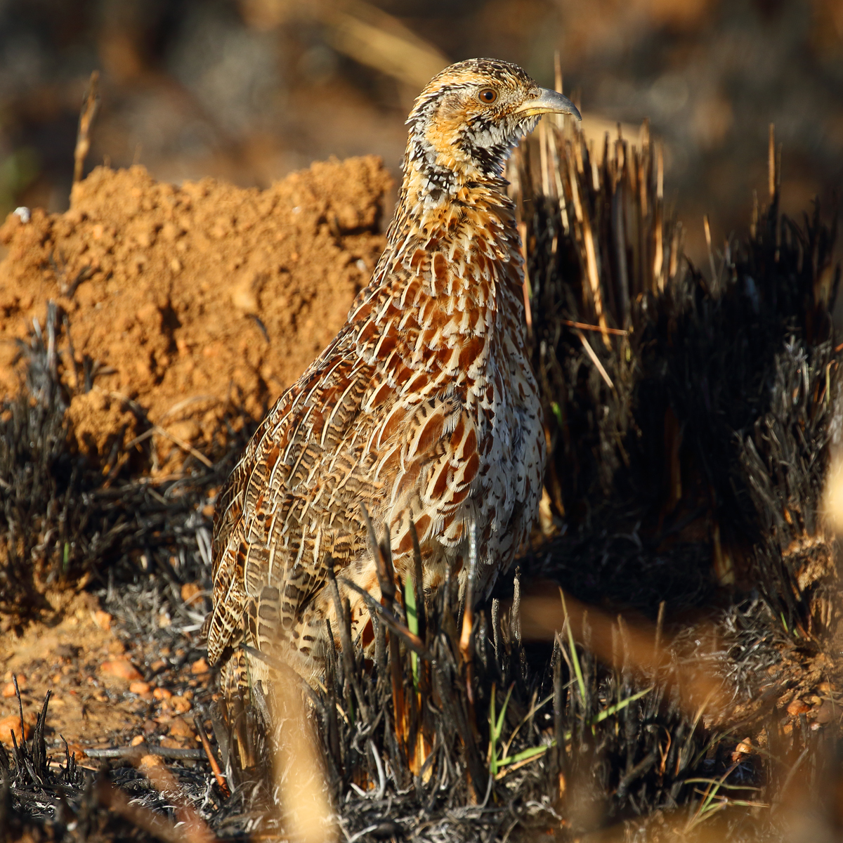 Orange River Francolin (Scleroptila gutturalis)