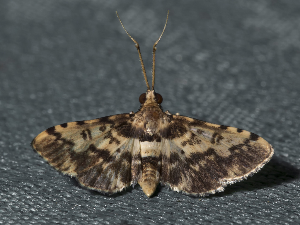 Nacoleia amphicedalis