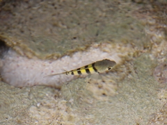 Abudefduf saxatilis