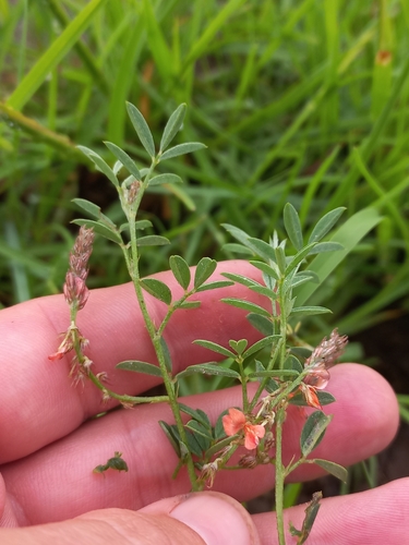 Swollen Indigo (Indigofera torulosa)