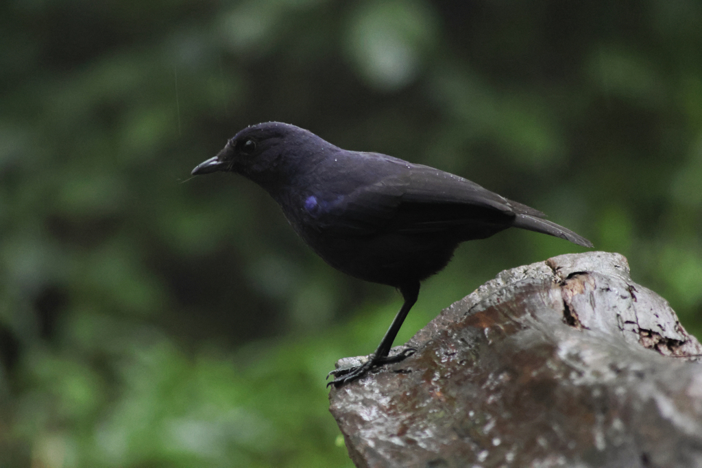 Javan Whistling Thrush (Myophonus glaucinus)