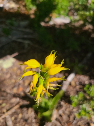 Image of Gavilea lutea by (c) Billy, some rights reserved (CC BY)