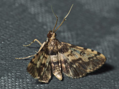 Nacoleia amphicedalis