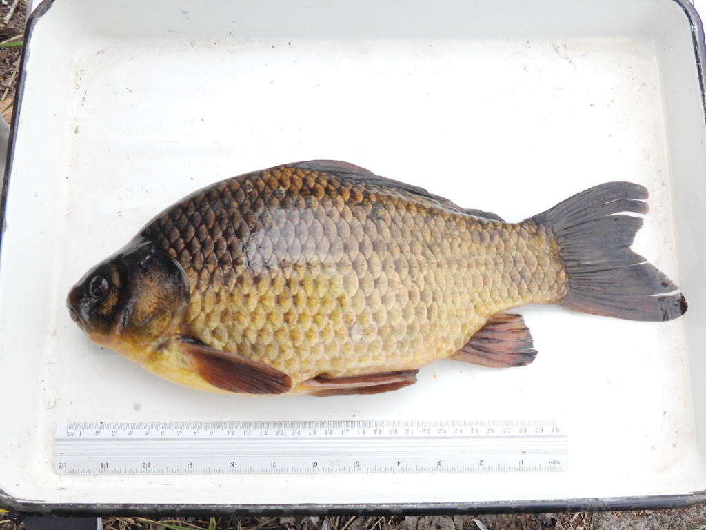 Gibel carp (Carassius gibelio) — Cyprinidae
