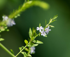 Lythrum alatum lanceolatum