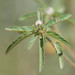 Croton glandulosus septentrionalis - Photo (c) Jordan Broadhead,  זכויות יוצרים חלקיות (CC BY-NC), הועלה על ידי Jordan Broadhead