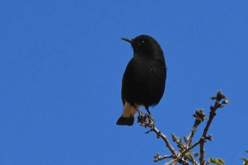 Black Wheatear
