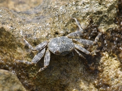 Grapsus grapsus