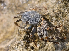 Grapsus grapsus