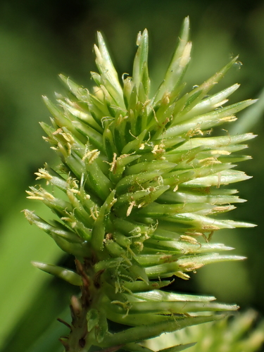 Pacific island flatsedge