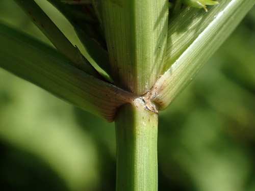 Pacific island flatsedge