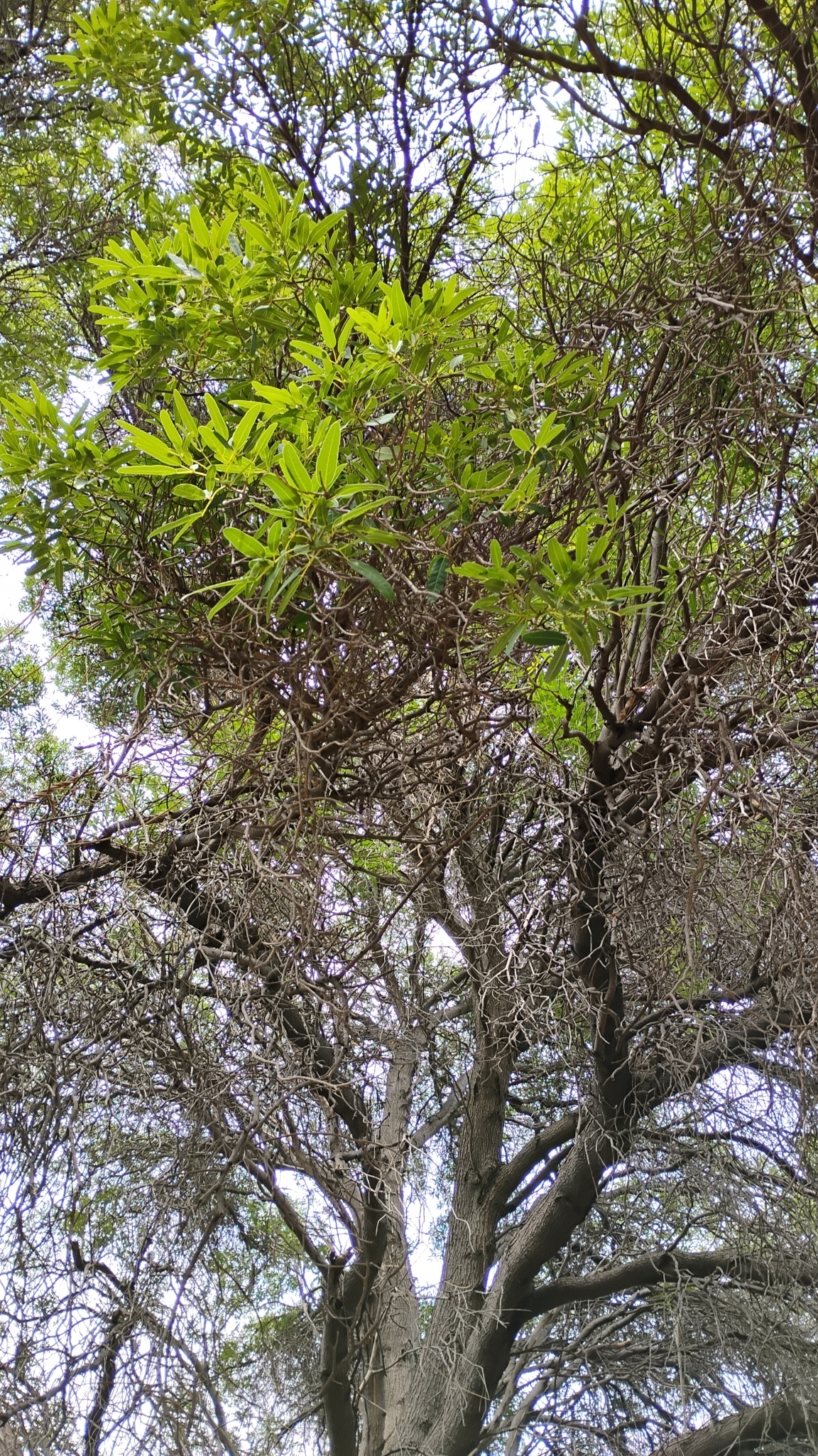 Imagem de Ipê-amarelo
