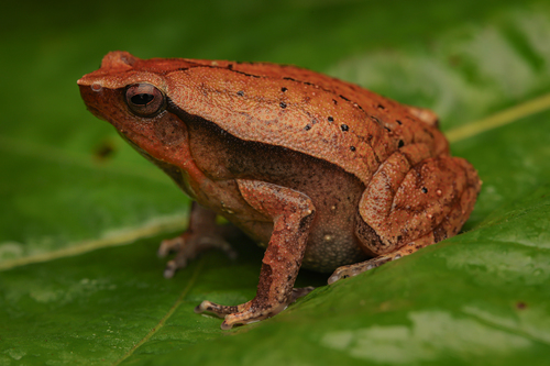 Philippine Sticky Frog, Kalophrynus sinensis