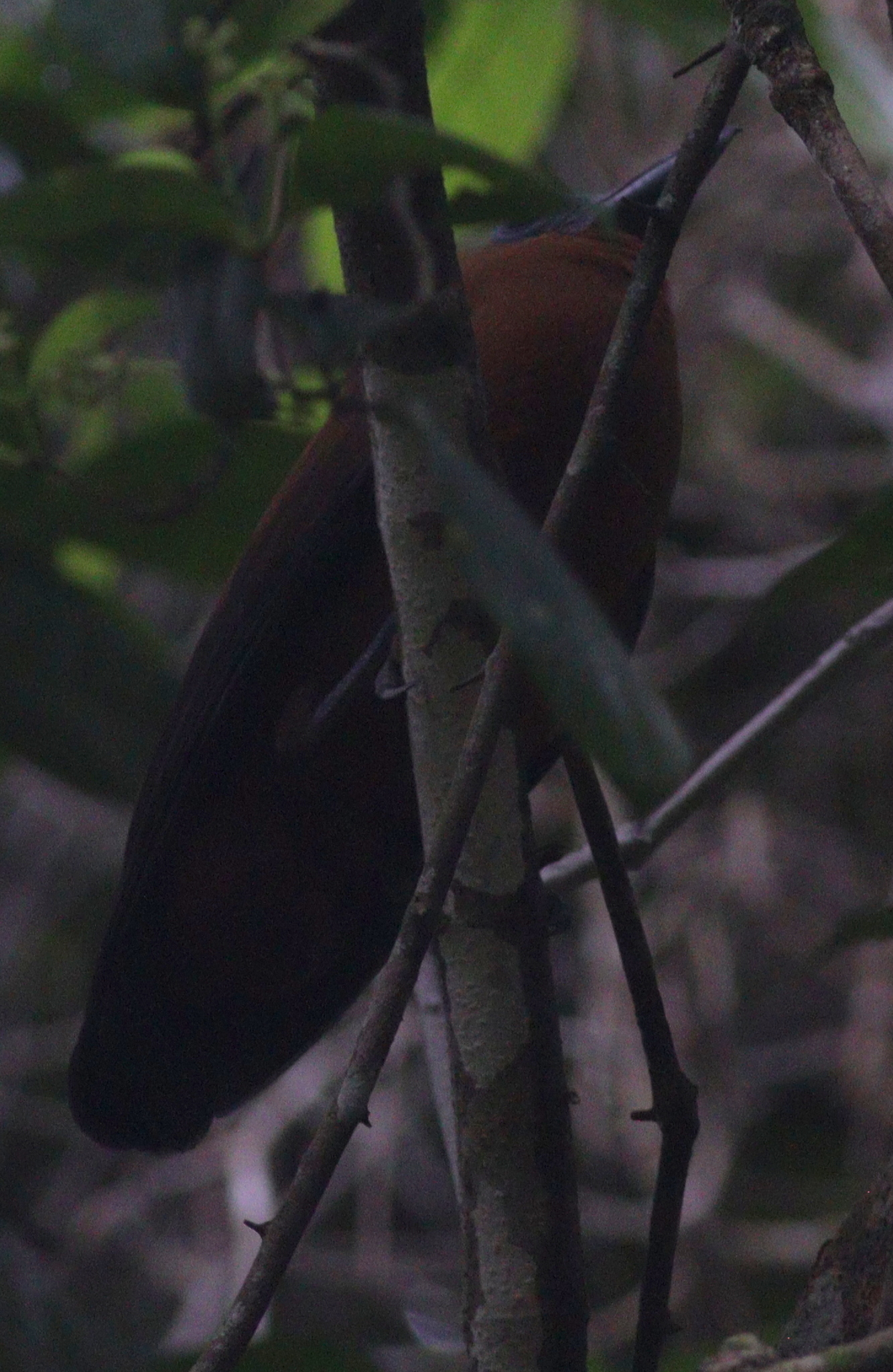 Capuchinbird (Perissocephalus tricolor), photo 6
