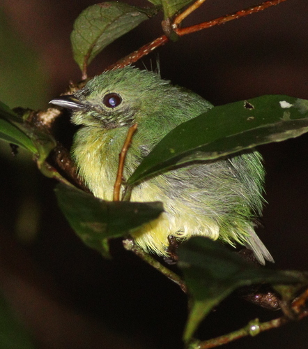 White-fronted Manakin (Lepidothrix serena), photo 8