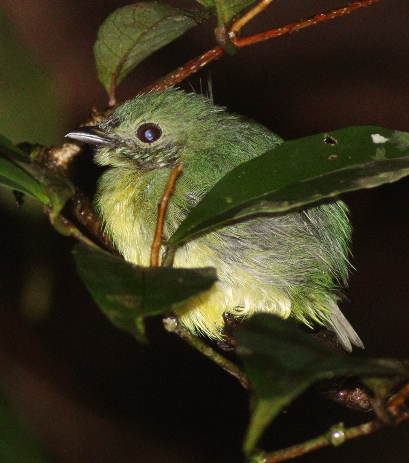 White-fronted Manakin (Lepidothrix serena), photo 4
