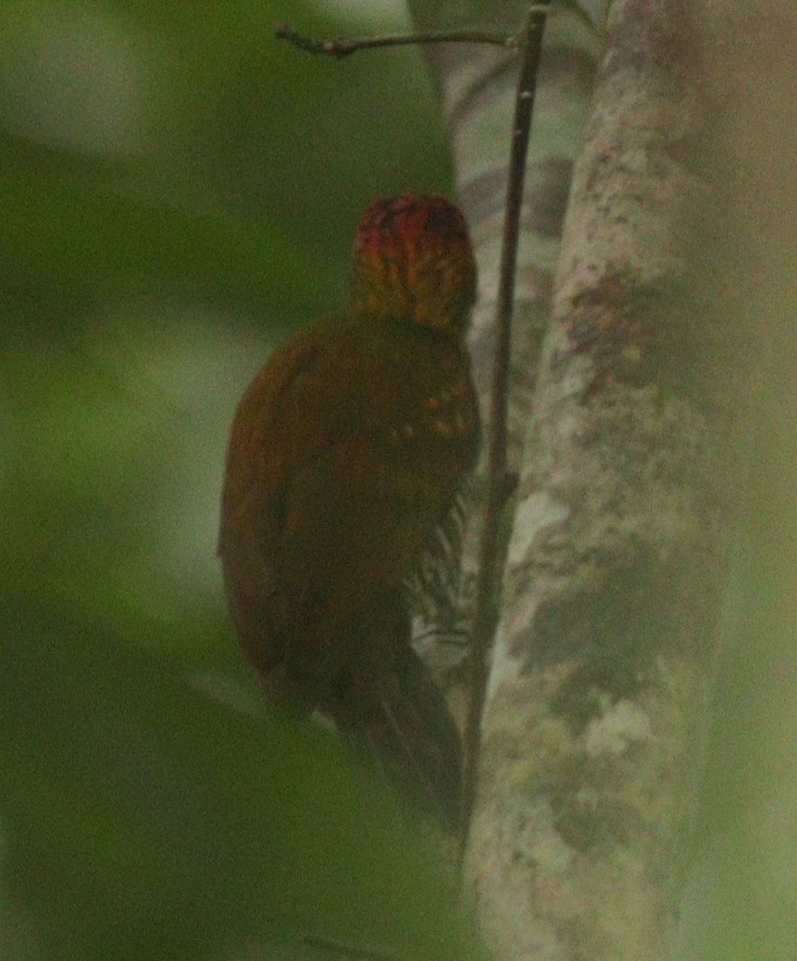 Golden-collared Woodpecker (Veniliornis cassini), photo 6