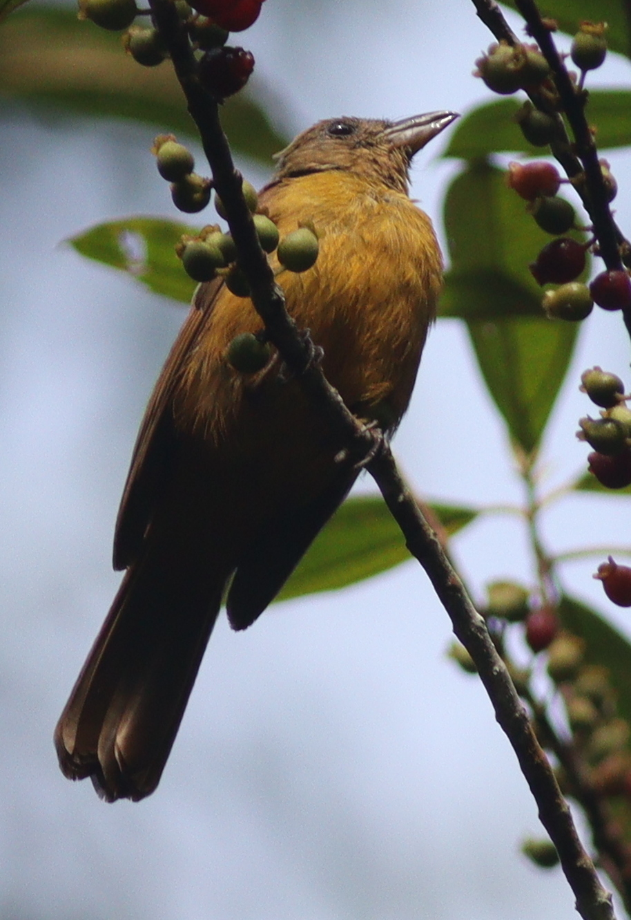 Fulvous Shrike-Tanager (Lanio fulvus), photo 2