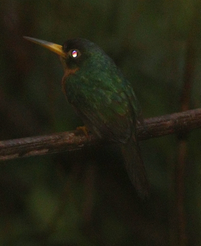 Yellow-billed Jacamar (Galbula albirostris), photo 3