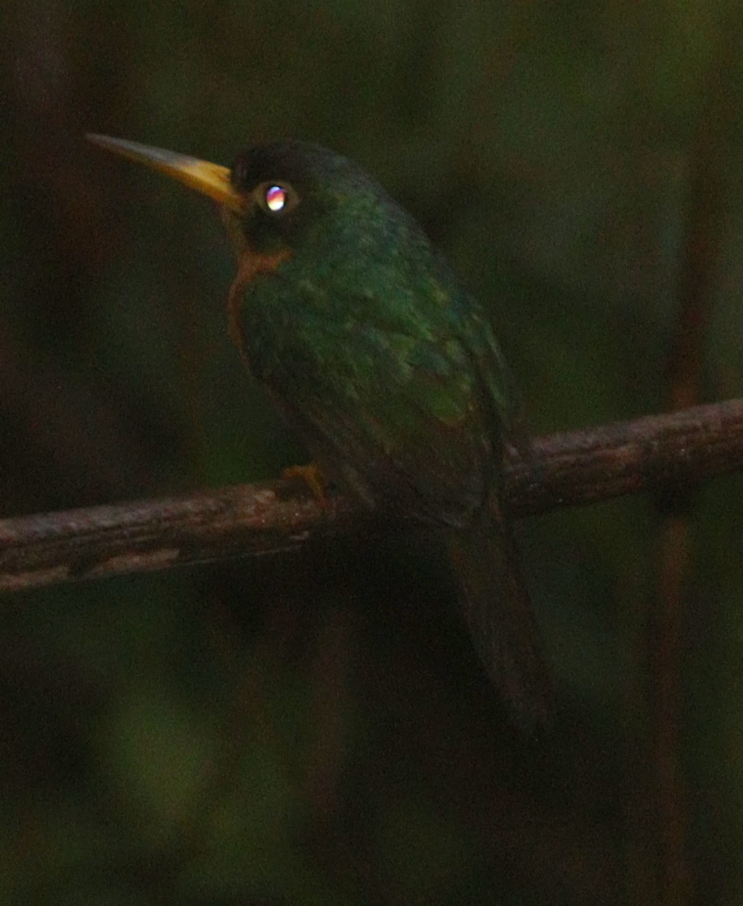Yellow-billed Jacamar (Galbula albirostris), photo 3