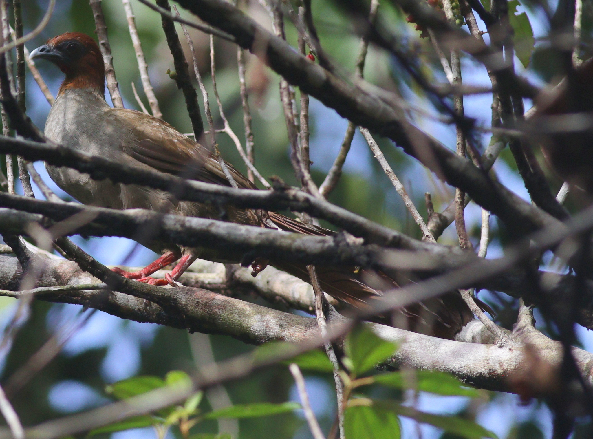 Little Chachalaca (Ortalis motmot), photo 7