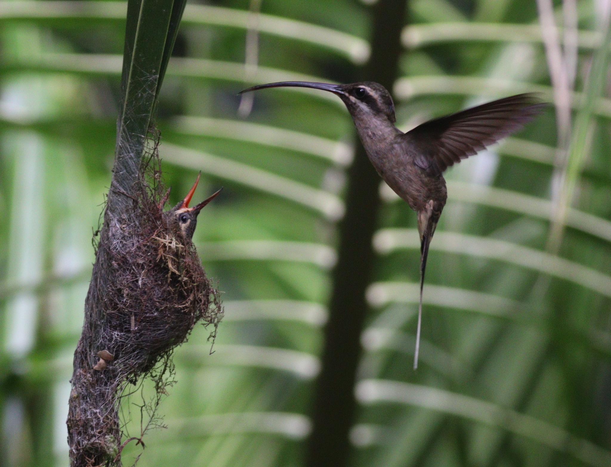 Great-billed Hermit (Phaethornis malaris), photo 9