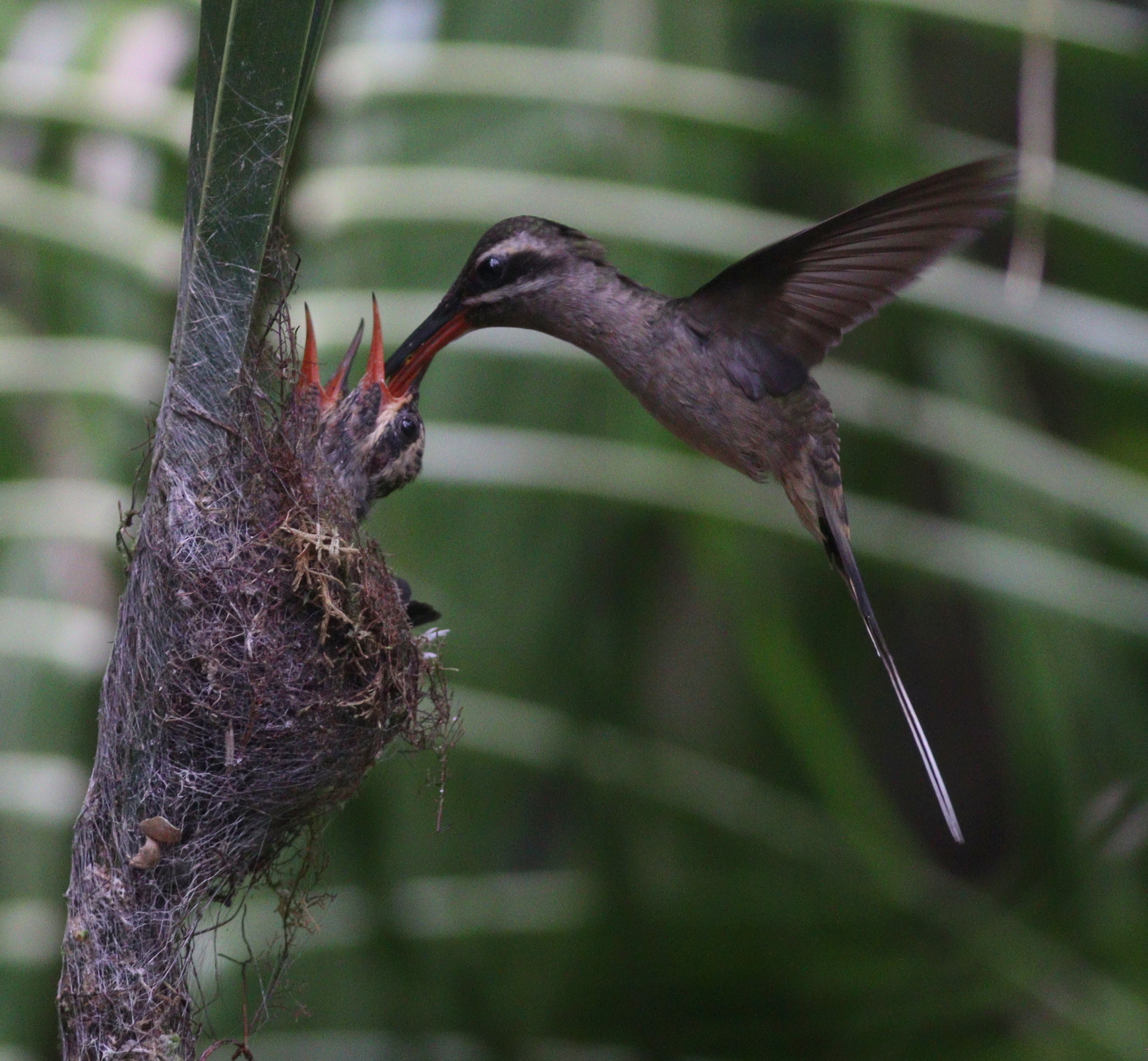 Great-billed Hermit (Phaethornis malaris), photo 10