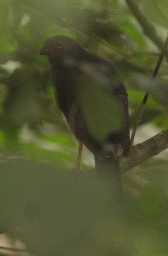 Lined Forest Falcon (Micrastur gilvicollis), photo 6