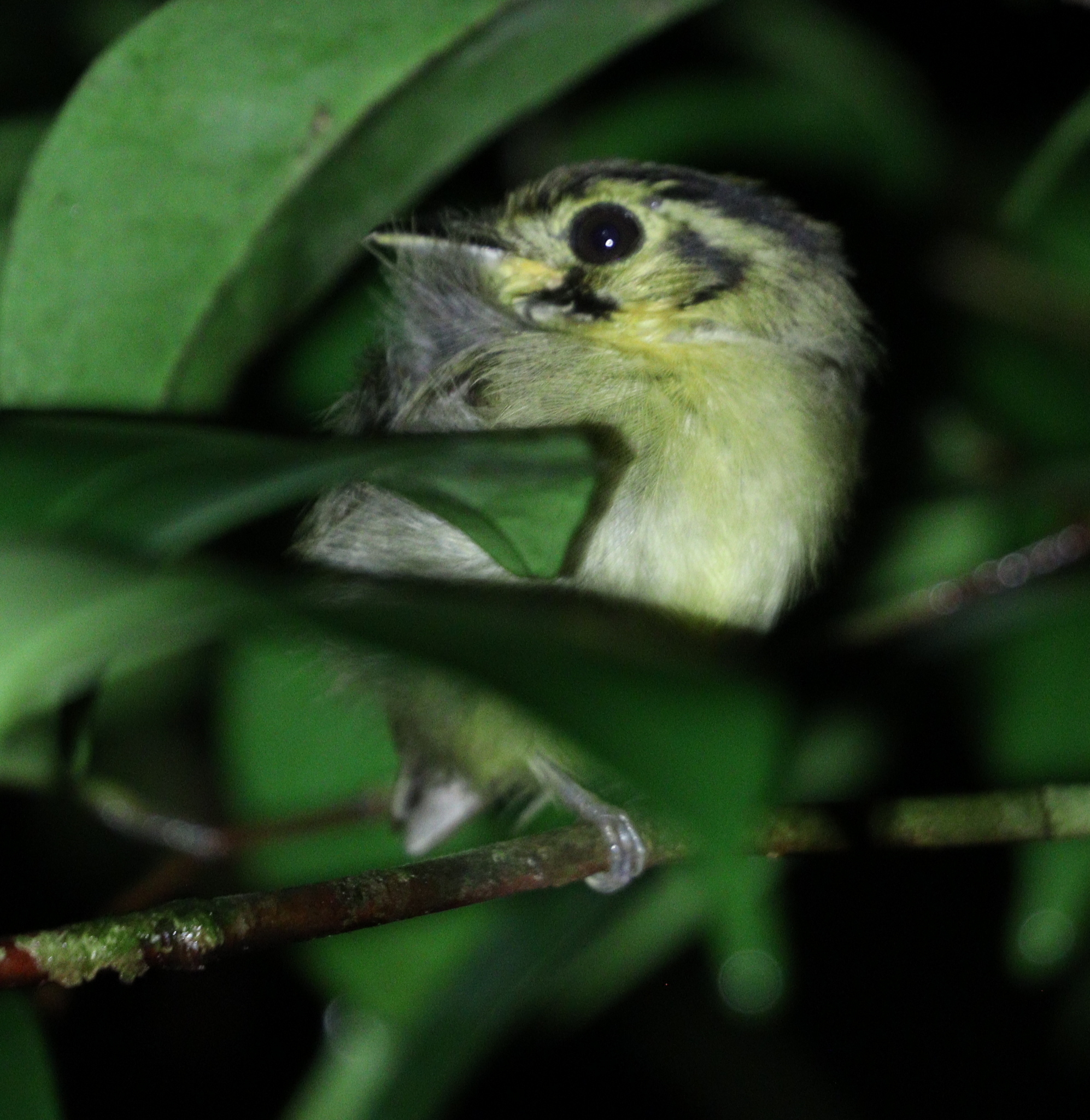 Golden-crowned Spadebill (Platyrinchus coronatus), photo 9