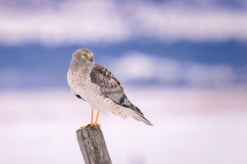 Northern Harrier photographed in Montana
