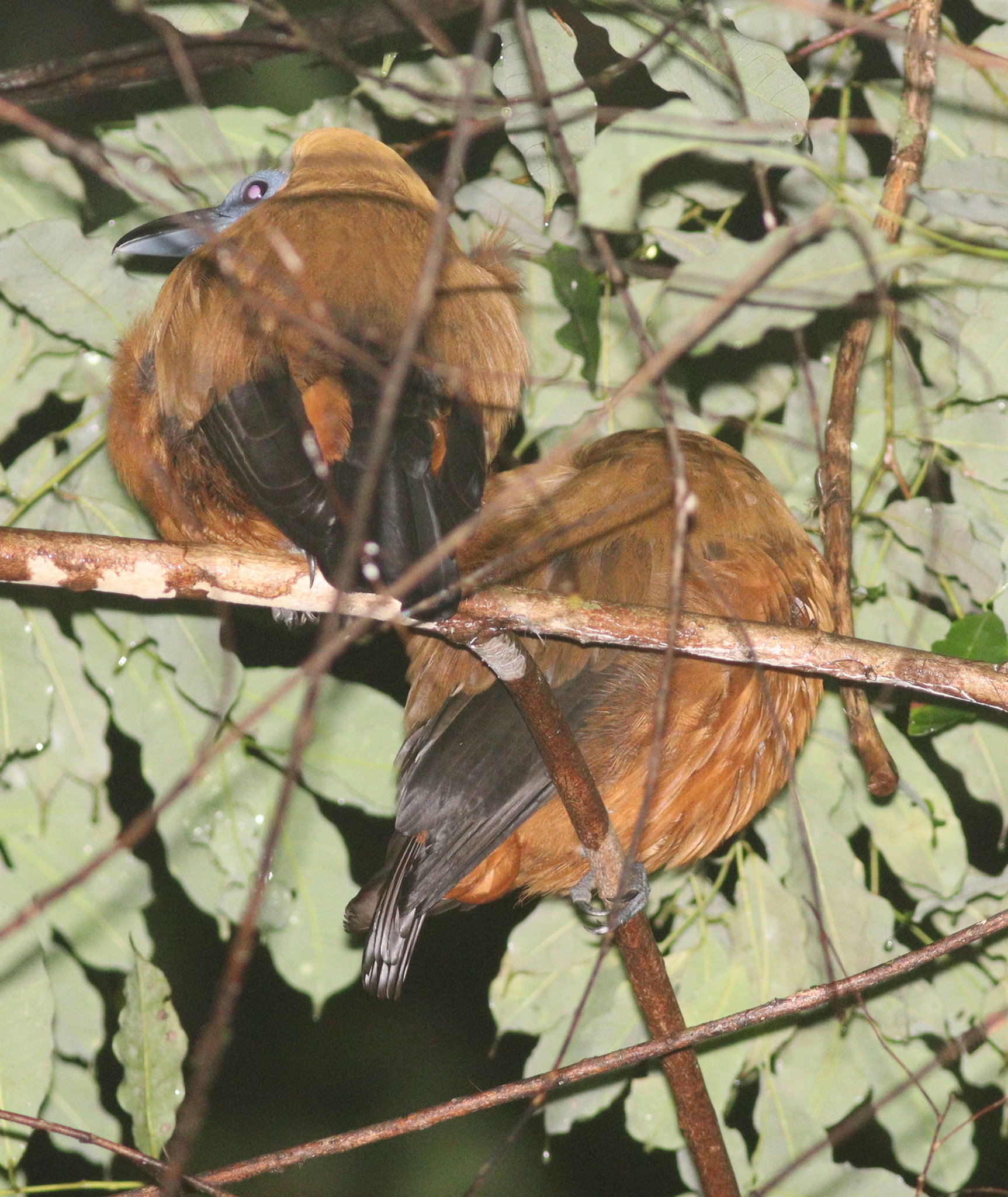 Capuchinbird (Perissocephalus tricolor), photo 5